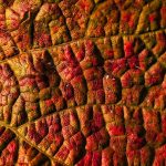 leaf-6951735_960_720