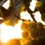 moritz-knoringer--LT_Q8sqCWE-unsplash